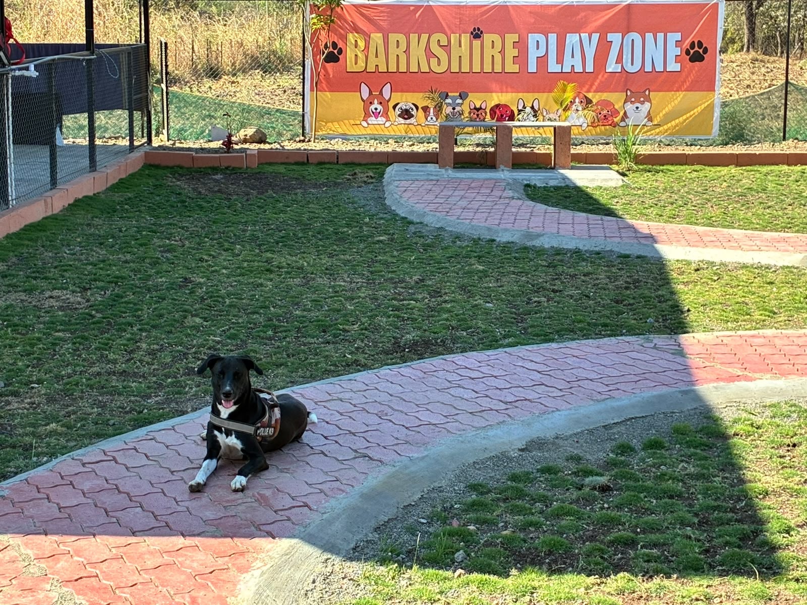 Barkshire Play Zone with a happy dog
