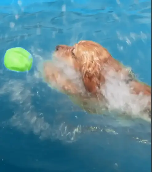 Dog fetching a ball in the Barkshire pool