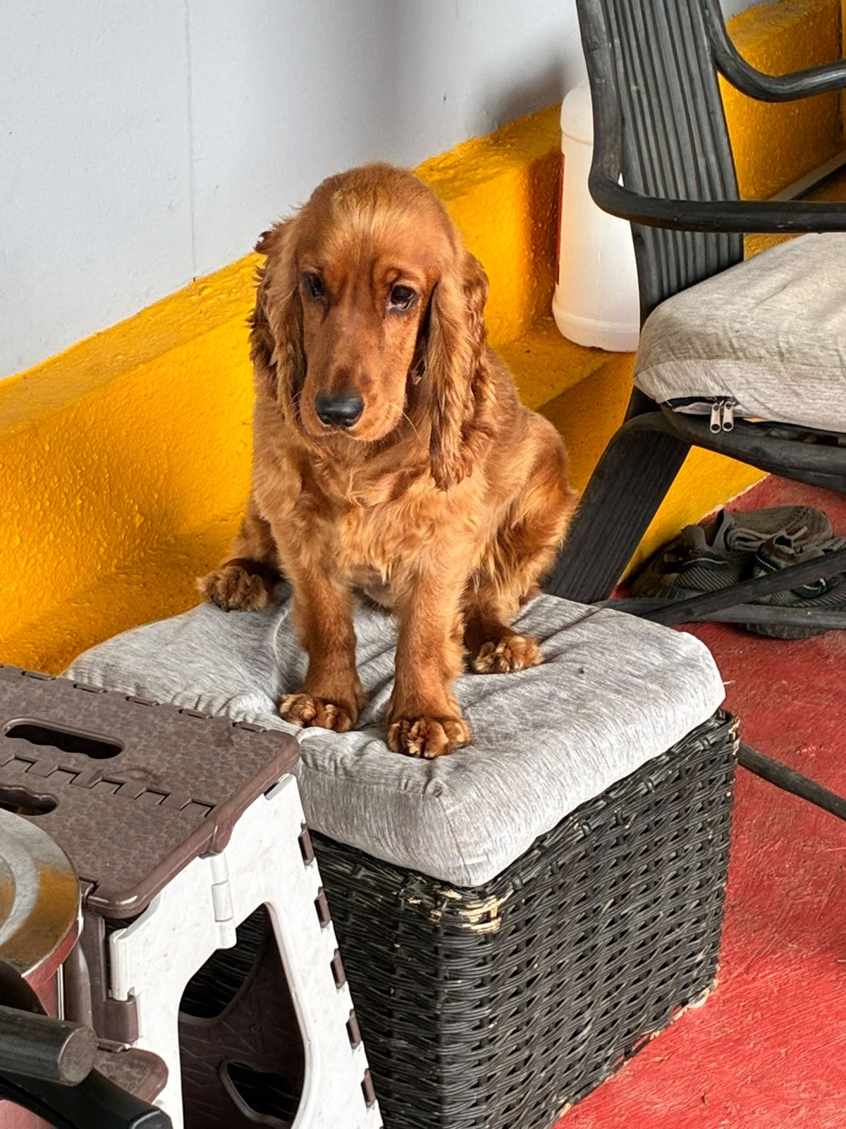 Grooming & Spa